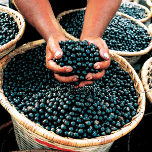 Acai Berries