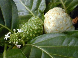 Morinda Citrifolia Noni Fruit and Plant