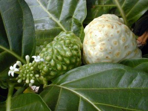 morinda-citrifolia-noni Morinda Citrifolia Noni Fruit and Plant