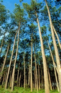 French Pine Bark is the Source of Pycnogenol