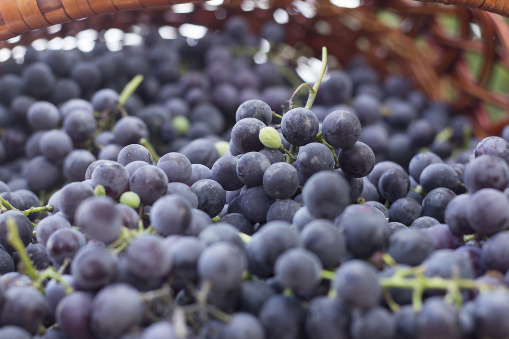 natural resveratrol source grapes